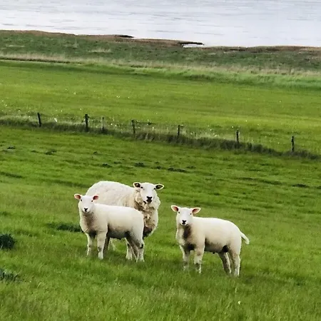 Frog Modern Retreat Hoddersdeich